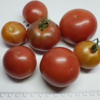 Christmas Purple Grapes